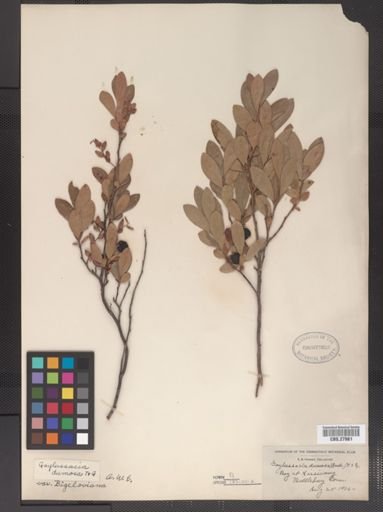 Gaylussacia dumosa