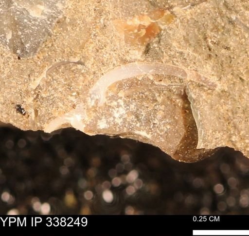 undet. Bivalvia