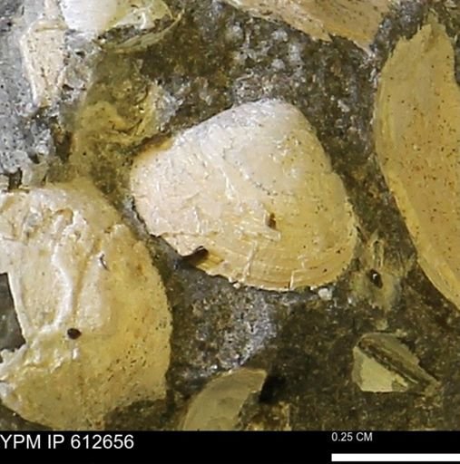 Protocardia sp.