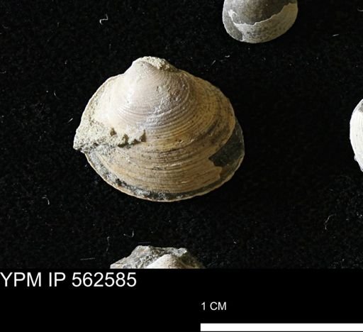 Limopsis striatopunctatus