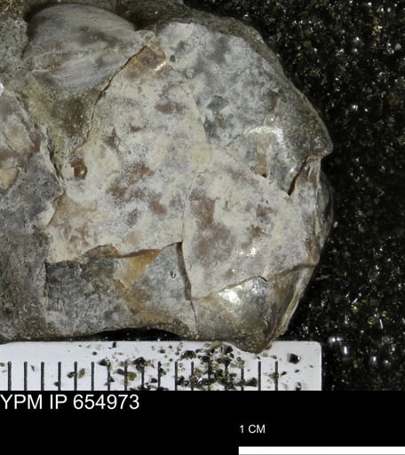 Mollusca