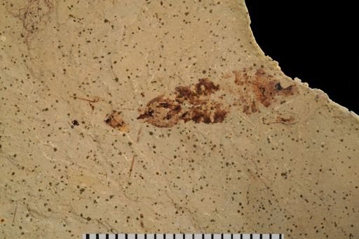 undet. Blattodea