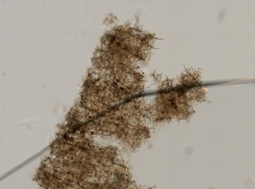 Haliclona sp.