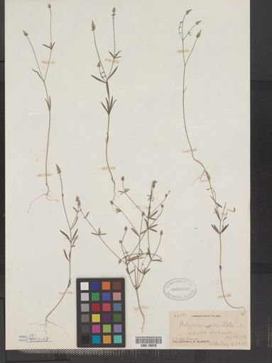Polygala verticillata