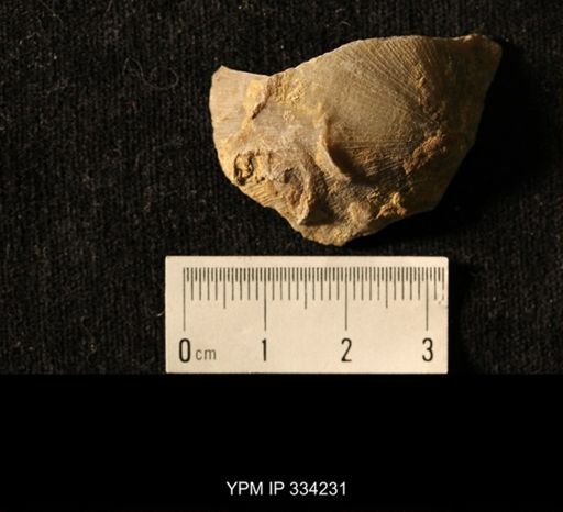 Agelacrinites pileus