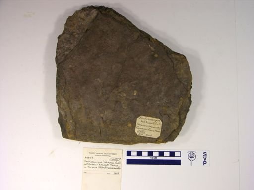 Anchisauripus hitchcocki