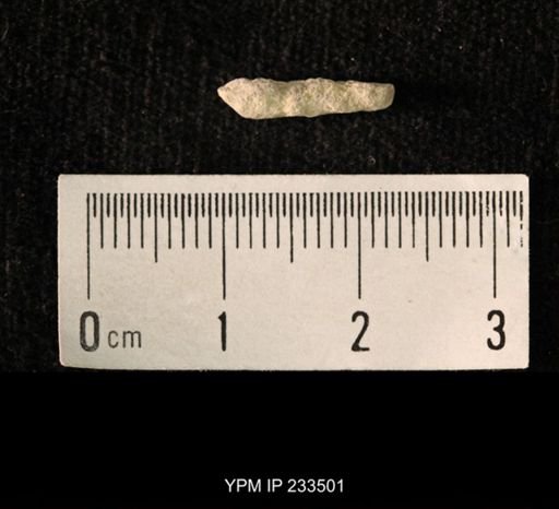 Archaeocidaris sp.