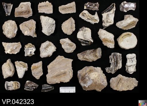 undet. Actinopterygii