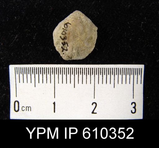 Athyridida