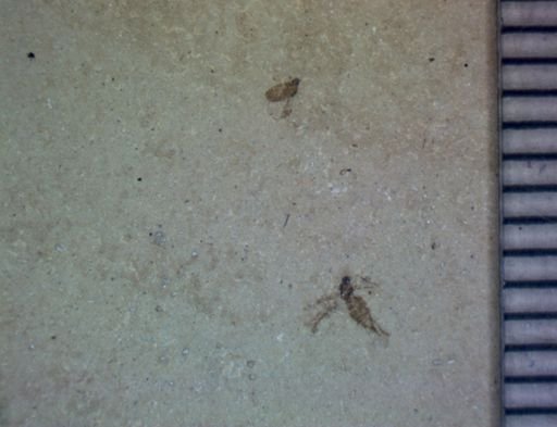 undet. Diptera