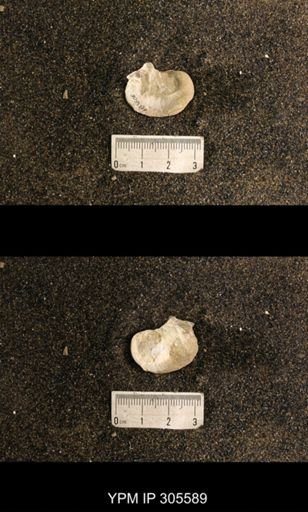 Cyrtolites ornatus