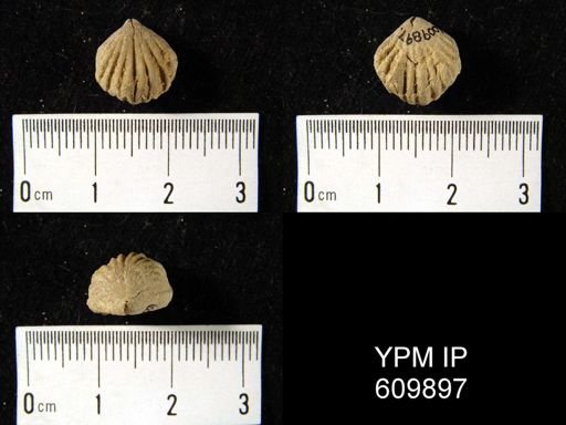 Uncinulus sp.