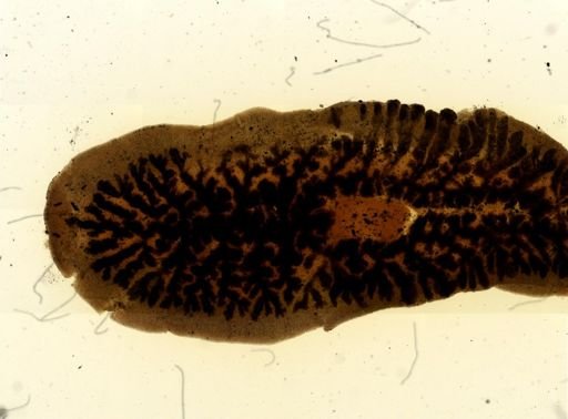 Procotyla fluviatilis