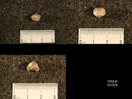 Wellerella tetrahedra