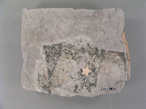 Otozamites macombii