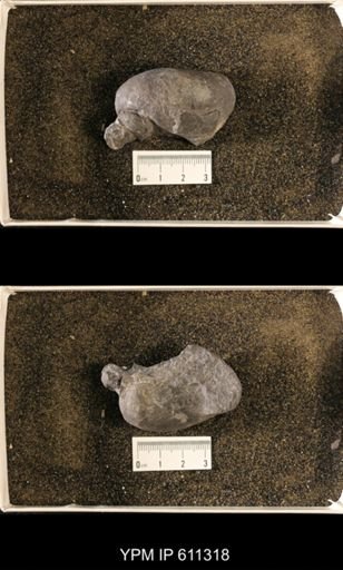 Lophospira sp.