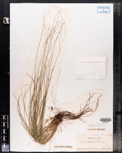 Carex rosea