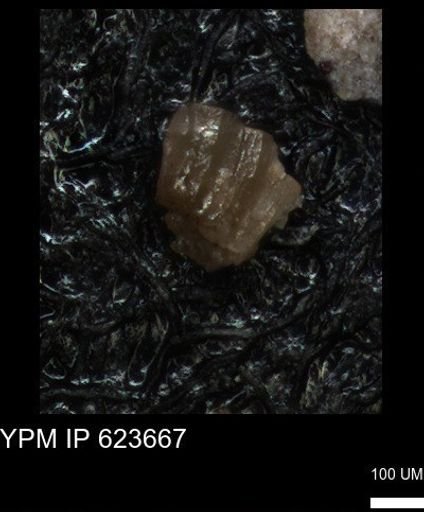 undet. Echinoidea