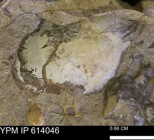 undet. Bivalvia
