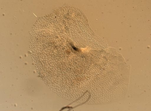 Lagisca impatiens