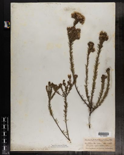 Plantae
