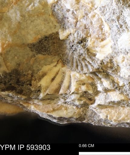 undet. Ammonoidea