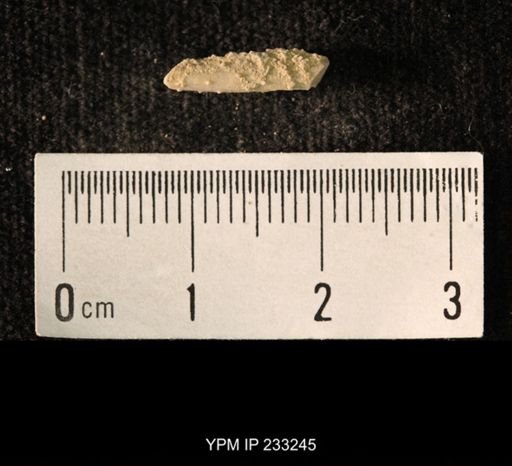 Archaeocidaris sp.