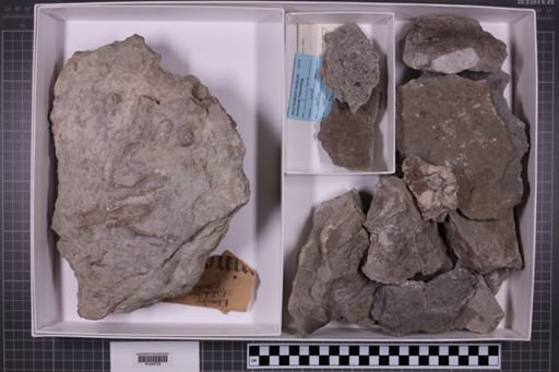 mixed taxa, stratigraphic collection