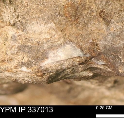 undet. Mollusca