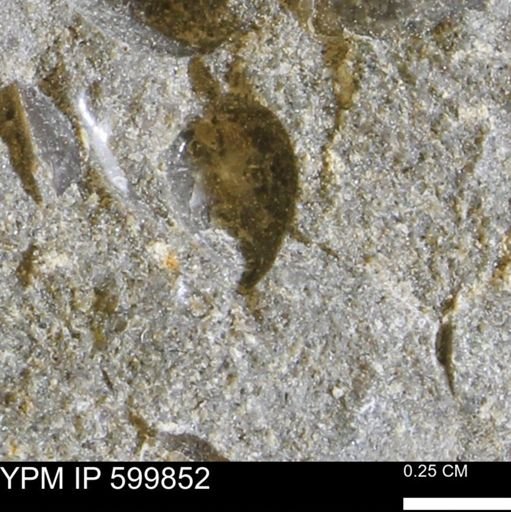 Protocardia subquadrata