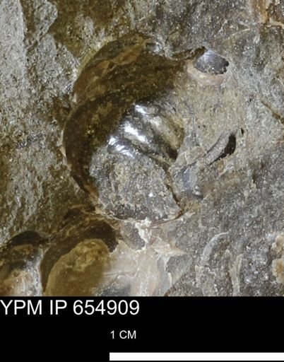 Mollusca