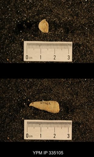 Lophophyllum profundum