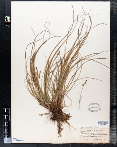 Carex pensylvanica