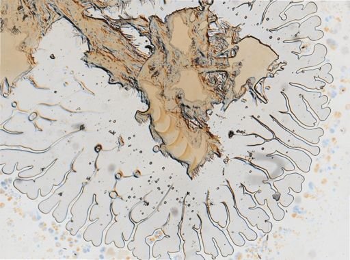 Aeolidia papillosa