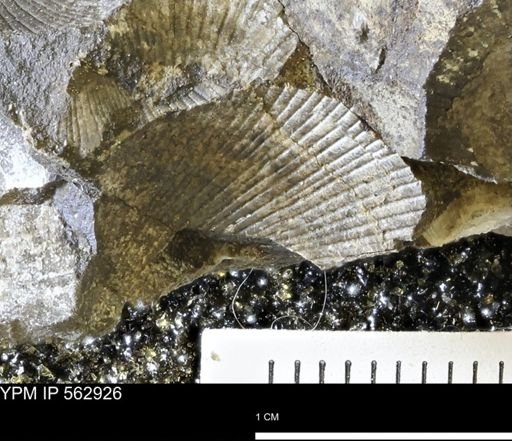 Oxytoma (Hypoxytoma) sp.