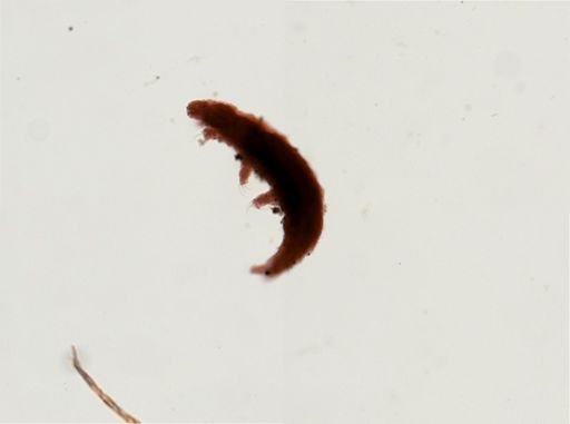Dactylobiotus