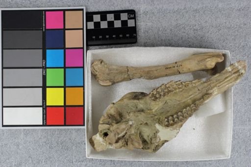 Protoceras celer