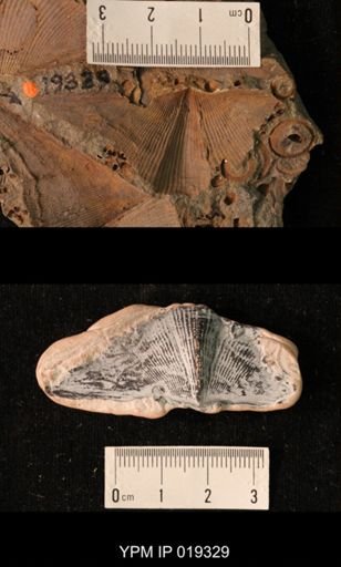Cyrtospirifer chemungensis