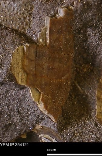 undet. Bivalvia