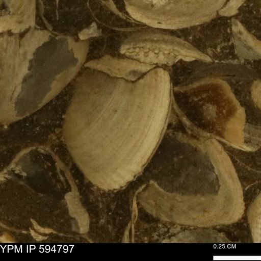 Limopsis striatopunctatus