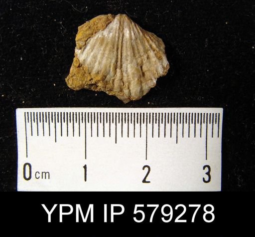Spirifer sp.