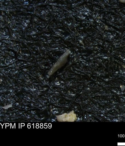 undet. Foraminiferida