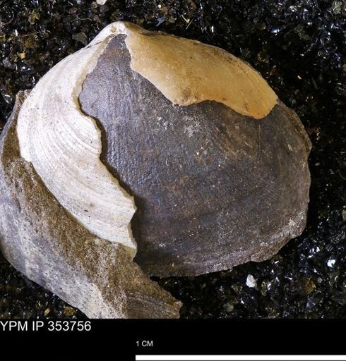 Limopsis striatopunctatus