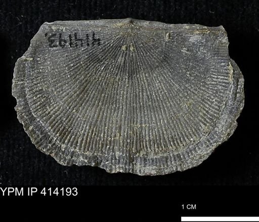 Devonochonetes mucronatus?