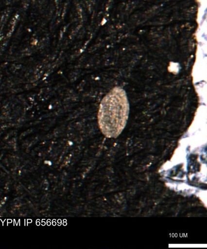Spirolocammina planula