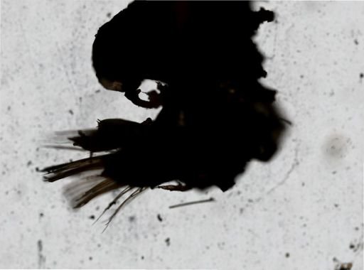 Sthenelais leidyi