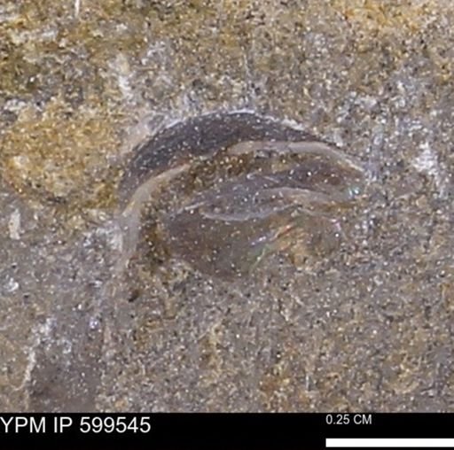 Protocardia subquadrata