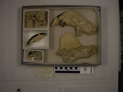Ectoganus copei copei