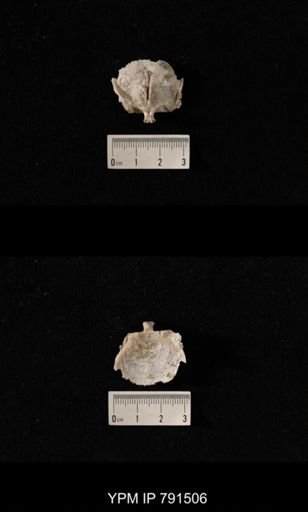 Edriosteges multispinosus