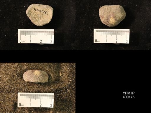 Marginifera lasallensis